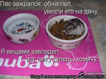 Пёс зажрался, обнаглел, увезли его на дачу. Я вещами завладел, вот сижу теперь, хомячу...... Котоматрица: Пёс зажрался, обнаглел, увезли его на дачу. Я вещами завладел, вот сижу теперь, хомячу...