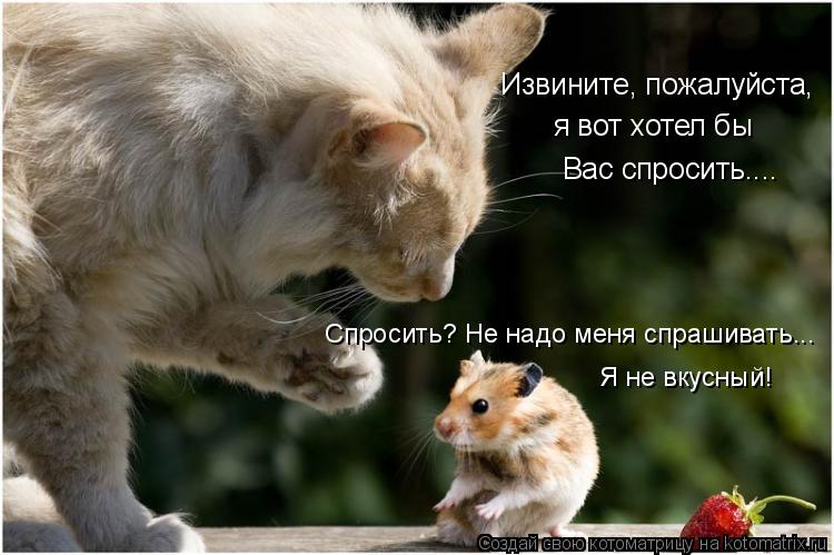 Извините, пожалуйста, я вот хотел бы Вас спросить.... Спросить? Не надо меня спрашивать... Я не вкус... Котоматрица: Извините, пожалуйста, я вот хотел бы Вас спросить.... Спросить? Не надо меня спрашивать... Я не вкусный!