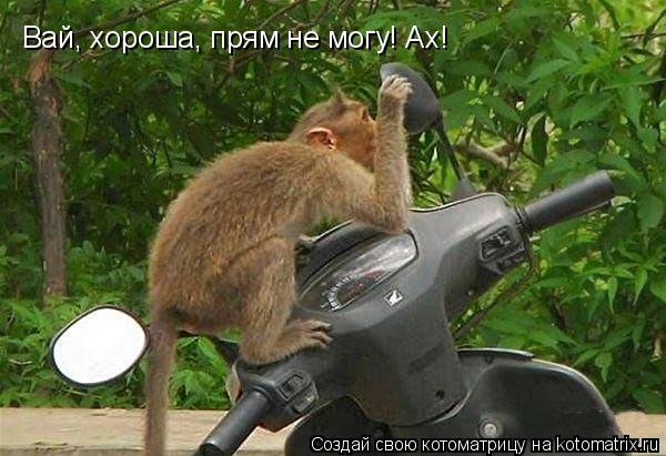 Вай, хороша, прям не могу! Ах!... Котоматрица: Вай, хороша, прям не могу! Ах!