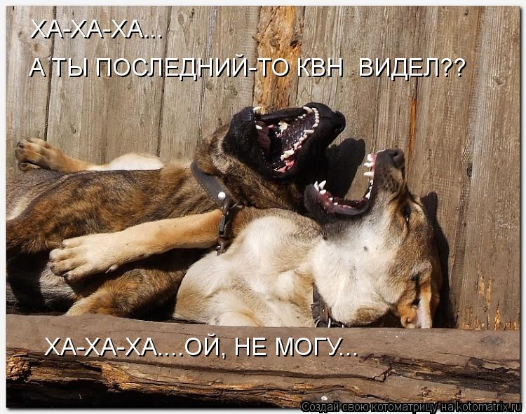 Котоматрица: ХА-ХА-ХА... А ТЫ ПОСЛЕДНИЙ-ТО КВН  ВИДЕЛ?? ХА-ХА-ХА....ОЙ, НЕ МОГУ...