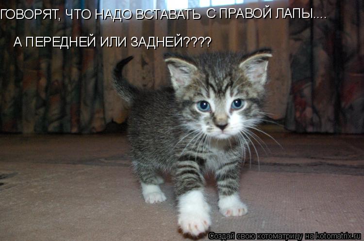 ГОВОРЯТ, ЧТО НАДО ВСТАВАТЬ С ПРАВОЙ ЛАПЫ.... А ПЕРЕДНЕЙ ИЛИ ЗАДНЕЙ????... Котоматрица: ГОВОРЯТ, ЧТО НАДО ВСТАВАТЬ С ПРАВОЙ ЛАПЫ.... А ПЕРЕДНЕЙ ИЛИ ЗАДНЕЙ????