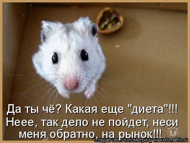 Да ты чё? Какая еще "диета"!!! Неее, так дело не пойдет, неси меня обратно, на рынок!!!... Котоматрица: Да ты чё? Какая еще "диета"!!! Неее, так дело не пойдет, неси меня обратно, на рынок!!!