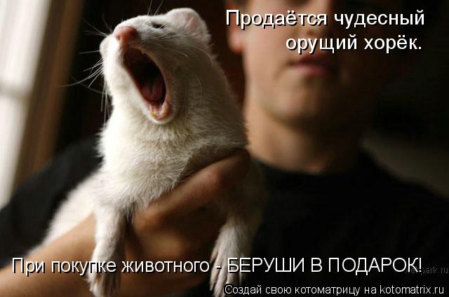 Продаётся чудесный орущий хорёк. При покупке животного - БЕРУШИ В ПОДАРОК!... Котоматрица: Продаётся чудесный орущий хорёк. При покупке животного - БЕРУШИ В ПОДАРОК!
