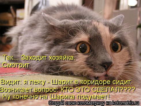 Возникает вопрос: КТО ЭТО СДЕЛАЛ???? Так... Заходит хозяйка. Смотрит Видит: я лежу - Шарик в коридоре... Котоматрица: Возникает вопрос: КТО ЭТО СДЕЛАЛ???? Так... Заходит хозяйка. Смотрит Видит: я лежу - Шарик в коридоре сидит. Ну конечно на Шарика подумает!