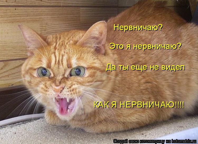 Котоматрица: Нервничаю? Это я нервничаю? Да ты еще не видел КАК Я НЕРВНИЧАЮ!!!!