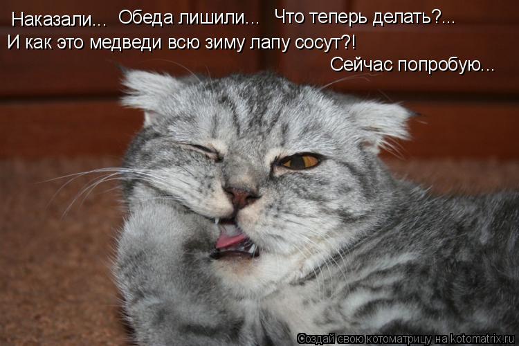 Котоматрица: Наказали... Обеда лишили... Что теперь делать?... И как это медведи всю зиму лапу сосут?! Сейчас попробую...