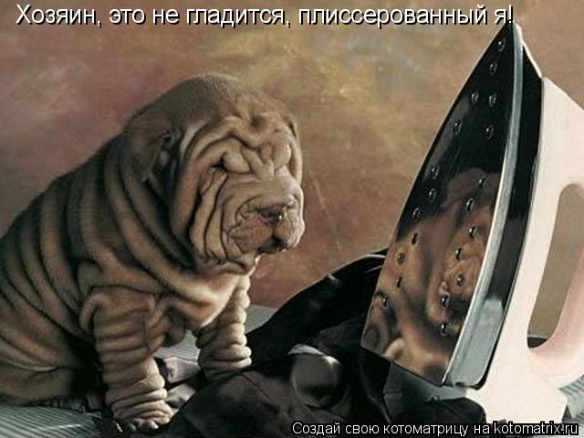 Хозяин, это не гладится, плиссерованный я!... Котоматрица: Хозяин, это не гладится, плиссерованный я!