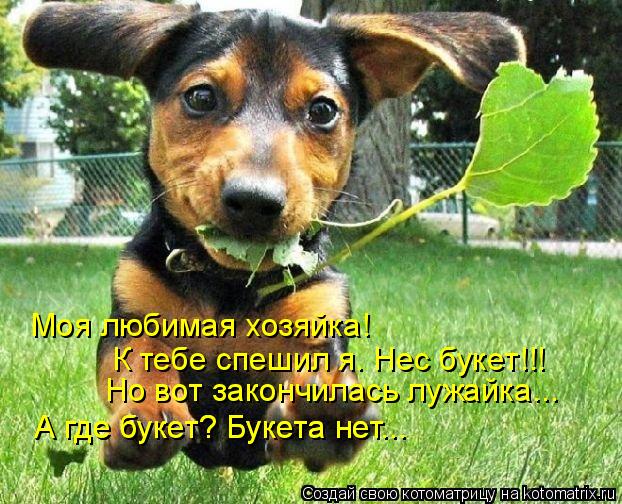Моя любимая хозяйка! К тебе спешил я. Нес букет!!! Но вот закончилась лужайка... А где букет? Букета ... Котоматрица: Моя любимая хозяйка! К тебе спешил я. Нес букет!!! Но вот закончилась лужайка... А где букет? Букета нет... А где букет? Букета нет...