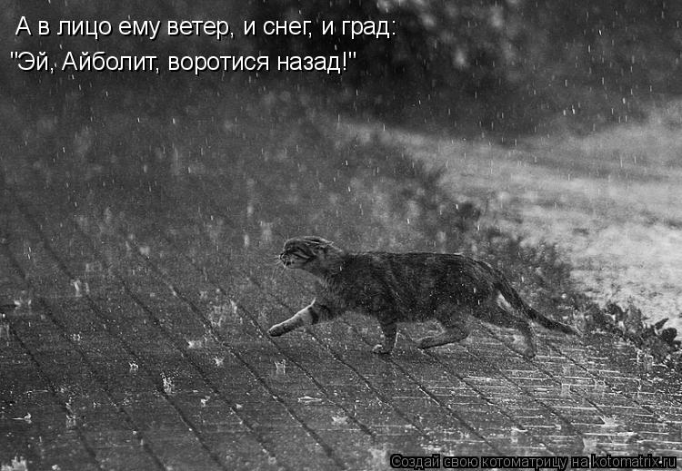 А в лицо ему ветер, и снег, и град: "Эй, Айболит, воротися назад!"... Котоматрица: А в лицо ему ветер, и снег, и град: "Эй, Айболит, воротися назад!"