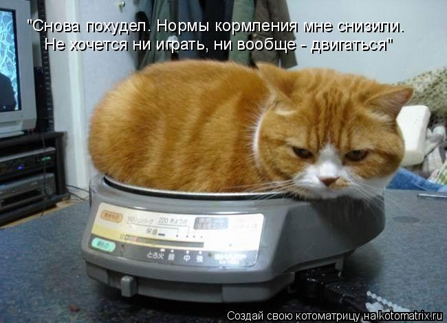 "Снова похудел. Нормы кормления мне снизили. Не хочется ни играть, ни вообще - двигаться"... Котоматрица: "Снова похудел. Нормы кормления мне снизили. Не хочется ни играть, ни вообще - двигаться"