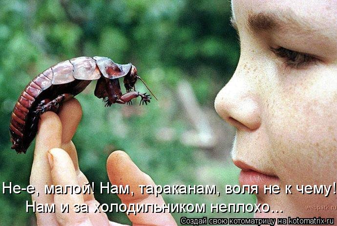 Не-е, малой! Нам, тараканам, воля не к чему! Нам и за холодильником неплохо...... Котоматрица: Не-е, малой! Нам, тараканам, воля не к чему! Нам и за холодильником неплохо...