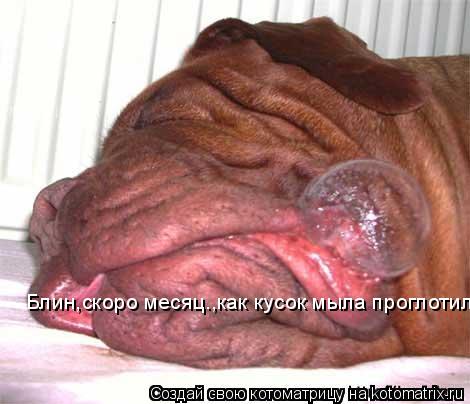 Блин,скоро месяц.,как кусок мыла проглотил..... Котоматрица: Блин,скоро месяц.,как кусок мыла проглотил..