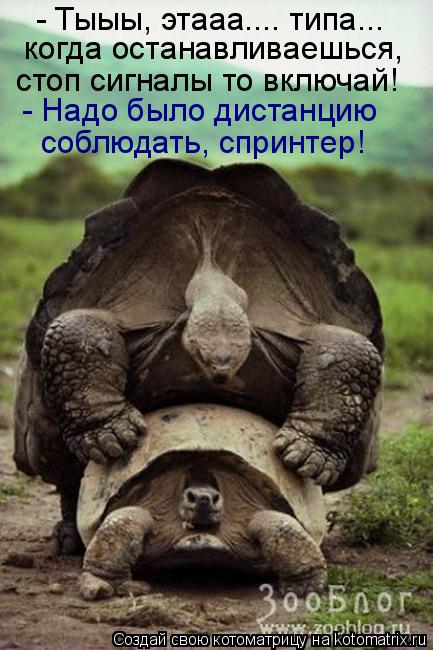 - Тыыы, этааа.... типа... когда останавливаешься, стоп сигналы то включай! - Надо было дистанцию соб... Котоматрица: - Тыыы, этааа.... типа... когда останавливаешься, стоп сигналы то включай! - Надо было дистанцию соблюдать, спринтер!