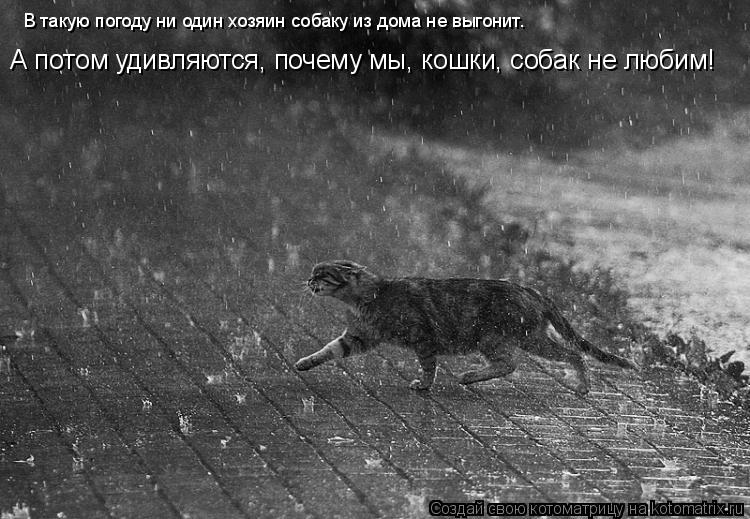 В такую погоду ни один хозяин собаку из дома не выгонит. А потом удивляются, почему мы, кошки, собак ... Котоматрица: В такую погоду ни один хозяин собаку из дома не выгонит. А потом удивляются, почему мы, кошки, собак не любим!