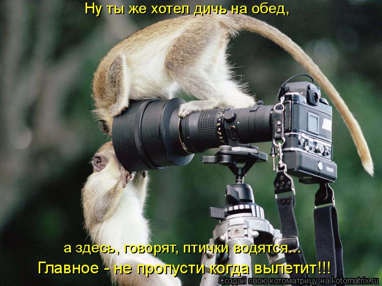 Ну ты же хотел дичь на обед, а здесь, говорят, птички водятся... Главное - не пропусти когда вылетит!... Котоматрица: Ну ты же хотел дичь на обед, а здесь, говорят, птички водятся... Главное - не пропусти когда вылетит!!!