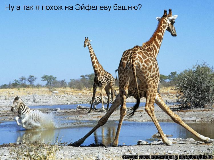 Ну а так я похож на Эйфелеву башню?... Котоматрица: Ну а так я похож на Эйфелеву башню?