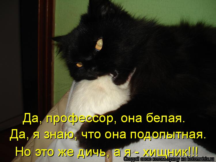 Да, профессор, она белая. Да, я знаю, что она подопытная. Но это же дичь, а я - хищник!!!... Котоматрица: Да, профессор, она белая. Да, я знаю, что она подопытная. Но это же дичь, а я - хищник!!!