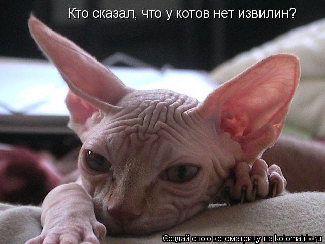 Кто сказал, что у котов нет извилин?... Котоматрица: Кто сказал, что у котов нет извилин?