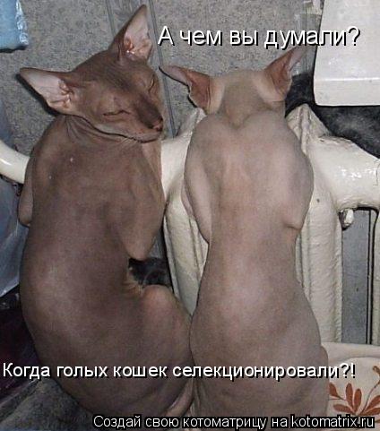 А чем вы думали? Когда голых кошек селекционировали?!... Котоматрица: А чем вы думали? Когда голых кошек селекционировали?!