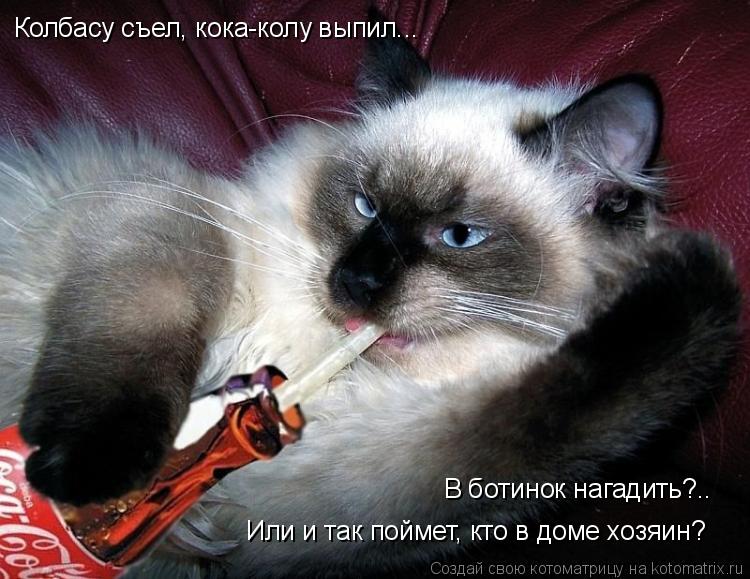 Колбасу съел, кока-колу выпил... В ботинок нагадить?.. Или и так поймет, кто в доме хозяин?... Котоматрица: Колбасу съел, кока-колу выпил... В ботинок нагадить?.. Или и так поймет, кто в доме хозяин?
