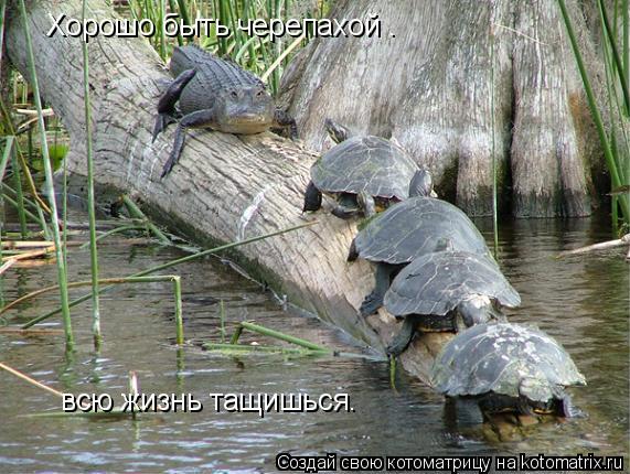 Котоматрица: Хорошо быть черепахой –  всю жизнь тащишься.