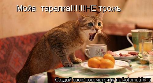 Котоматрица: Мойа  тарелка!!!!!!НЕ трожь