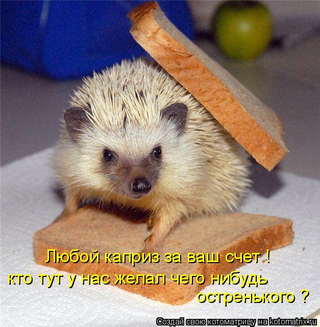 Любой каприз за ваш счет ! кто тут у нас желал чего нибудь остренького ?... Котоматрица: Любой каприз за ваш счет ! кто тут у нас желал чего нибудь остренького ?