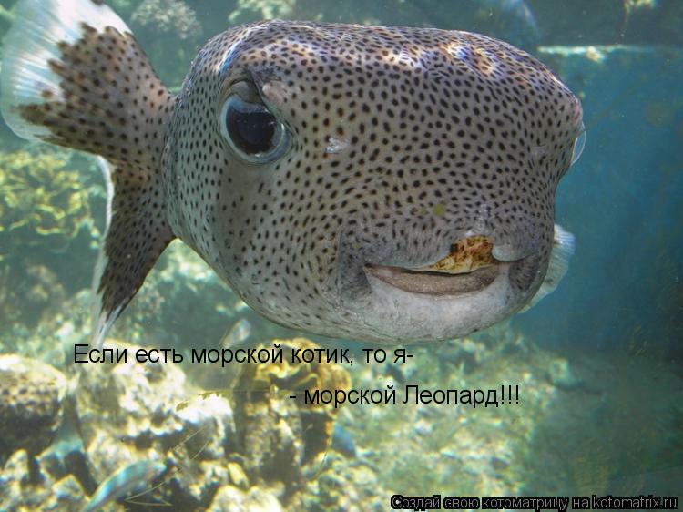 Если есть морской котик, то я- - морской Леопард!!!... Котоматрица: Если есть морской котик, то я- - морской Леопард!!!