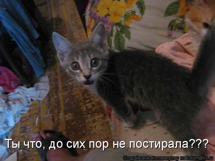 Ты что, до сих пор не постирала???... Котоматрица: Ты что, до сих пор не постирала???