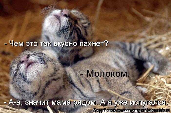 - А-а, значит мама рядом. А я уже испугался. - Чем это так вкусно пахнет? - Молоком.... Котоматрица: - А-а, значит мама рядом. А я уже испугался. - Чем это так вкусно пахнет? - Молоком.