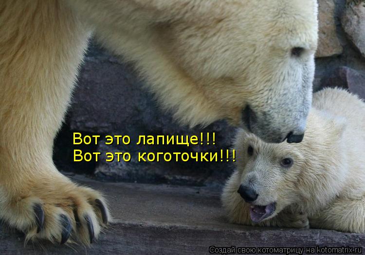 Вот это лапище!!! Вот это коготочки!!!... Котоматрица: Вот это лапище!!! Вот это коготочки!!!