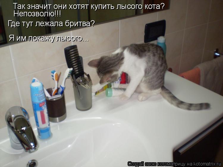 Так значит они хотят купить лысого кота? Непозволю!!! Где тут лежала бритва? Я им покажу лысого...... Котоматрица: Так значит они хотят купить лысого кота? Непозволю!!! Где тут лежала бритва? Я им покажу лысого...