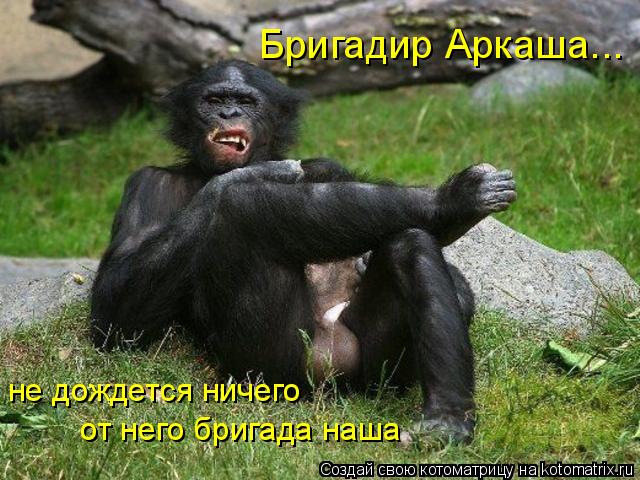 Бригадир Аркаша... не дождется ничего от него бригада наша... Котоматрица: Бригадир Аркаша... не дождется ничего от него бригада наша