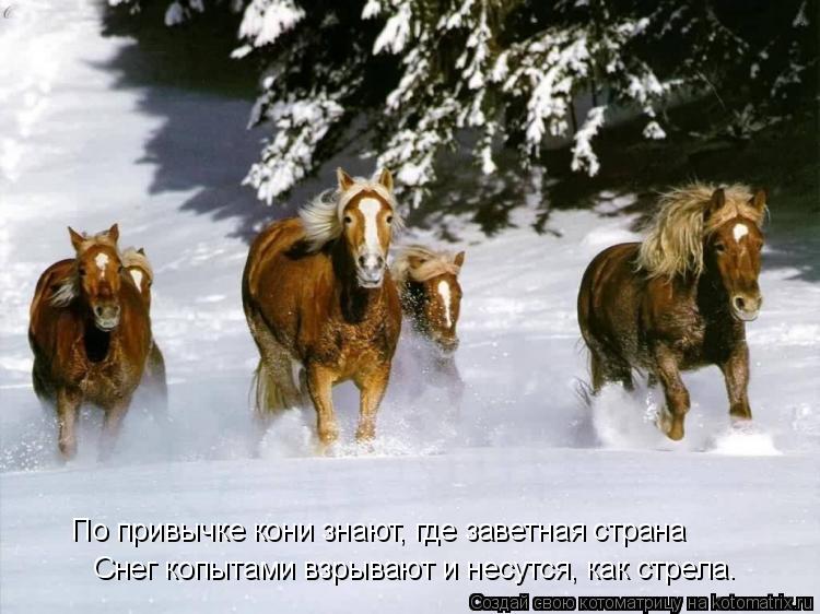 По привычке кони знают, где заветная страна Снег копытами взрывают и несутся, как стрела.... Котоматрица: По привычке кони знают, где заветная страна Снег копытами взрывают и несутся, как стрела.