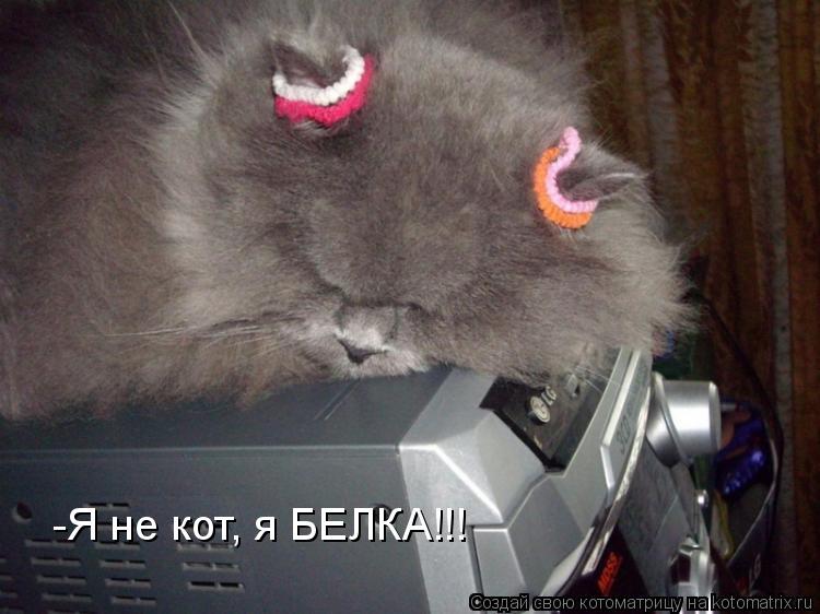 Котоматрица: -Я не кот, я БЕЛКА!!!