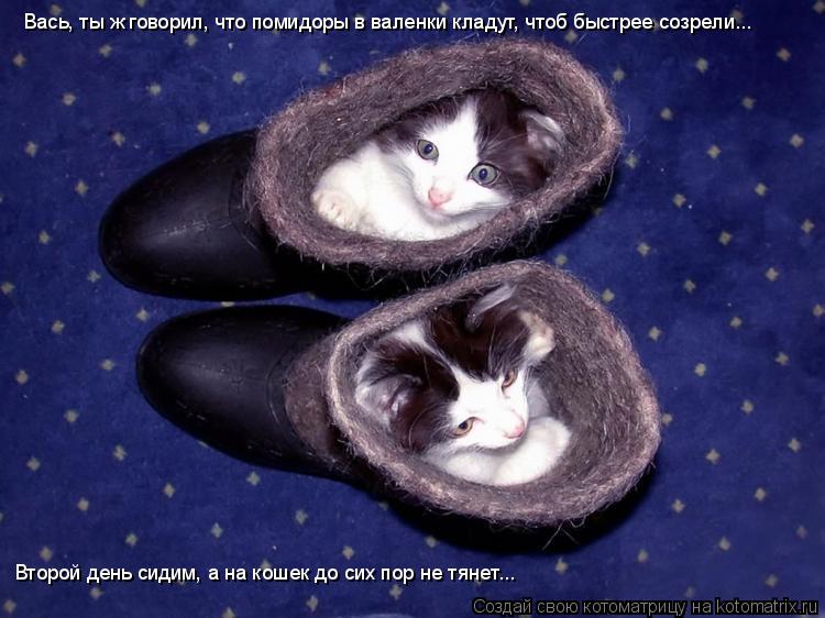Вась, ты ж говорил, что помидоры в валенки кладут, чтоб быстрее созрели... Второй день сидим, а на ко... Котоматрица: Вась, ты ж говорил, что помидоры в валенки кладут, чтоб быстрее созрели... Второй день сидим, а на кошек до сих пор не тянет...