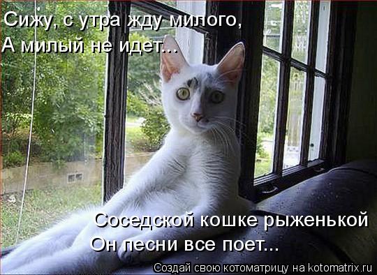 Сижу, с утра жду милого, А милый не идет... Соседской кошке рыженькой Он песни все поет...... Котоматрица: Сижу, с утра жду милого, А милый не идет... Соседской кошке рыженькой Он песни все поет...