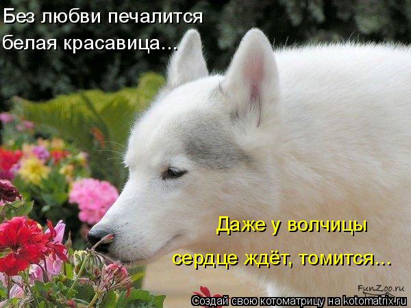 Без любви печалится белая красавица... Даже у волчицы сердце ждёт, томится...... Котоматрица: Без любви печалится белая красавица... Даже у волчицы сердце ждёт, томится...