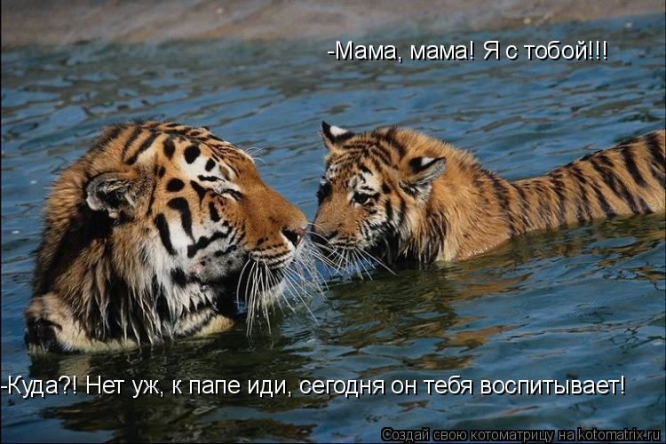 -Мама, мама! Я с тобой!!! -Куда?! Нет уж, к папе иди, сегодня он тебя воспитывает!... Котоматрица: -Мама, мама! Я с тобой!!! -Куда?! Нет уж, к папе иди, сегодня он тебя воспитывает!