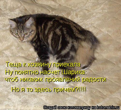 Теща к хозяину приехала Ну понятно насчет Шарика: чтоб никаких проявлений радости Но я то здесь прич... Котоматрица: Теща к хозяину приехала Ну понятно насчет Шарика: чтоб никаких проявлений радости Но я то здесь причем?!!!!