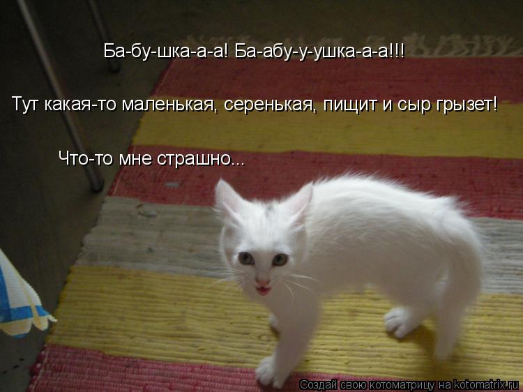 Ба-бу-шка-а-а! Ба-абу-у-ушка-а-а!!! Тут какая-то маленькая, серенькая, пищит и сыр грызет! Что-то мне... Котоматрица: Ба-бу-шка-а-а! Ба-абу-у-ушка-а-а!!! Тут какая-то маленькая, серенькая, пищит и сыр грызет! Что-то мне страшно...