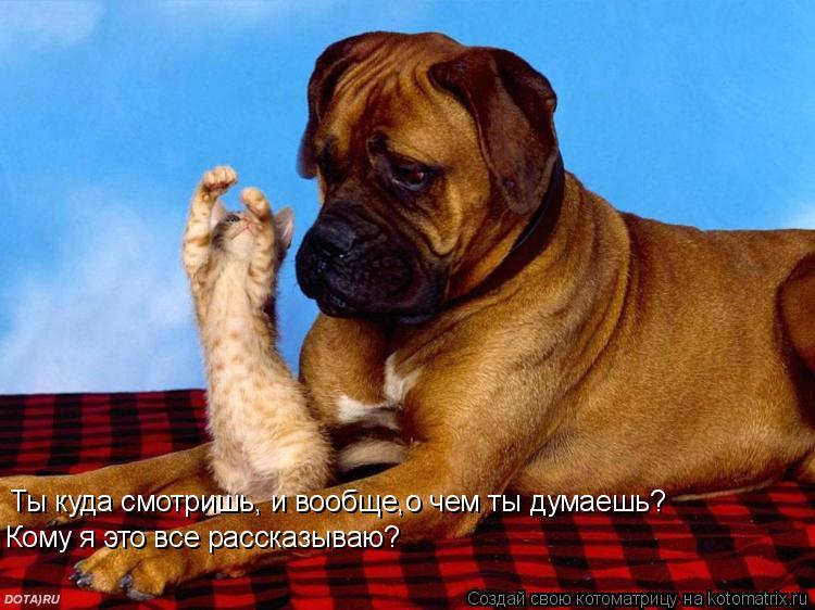 Ты куда смотришь, и вообще,о чем ты думаешь? Кому я это все рассказываю?... Котоматрица: Ты куда смотришь, и вообще,о чем ты думаешь? Кому я это все рассказываю?