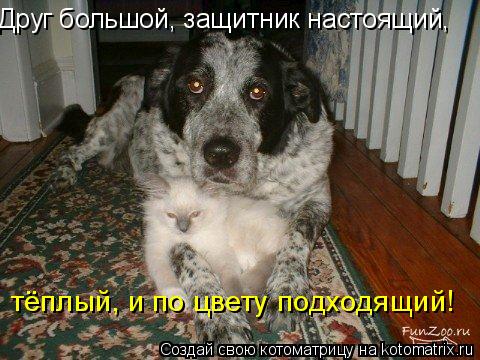 Друг большой, защитник настоящий, тёплый, и по цвету подходящий!... Котоматрица: Друг большой, защитник настоящий, тёплый, и по цвету подходящий!