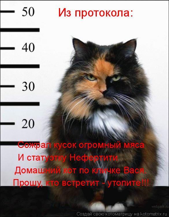 Из протокола: Сожрал кусок огромный мяса И статуэтку Нефертити Домашний кот по кличке Вася. Прошу,... Котоматрица: Из протокола: Сожрал кусок огромный мяса И статуэтку Нефертити Домашний кот по кличке Вася. Прошу, кто встретит - утопите!!!