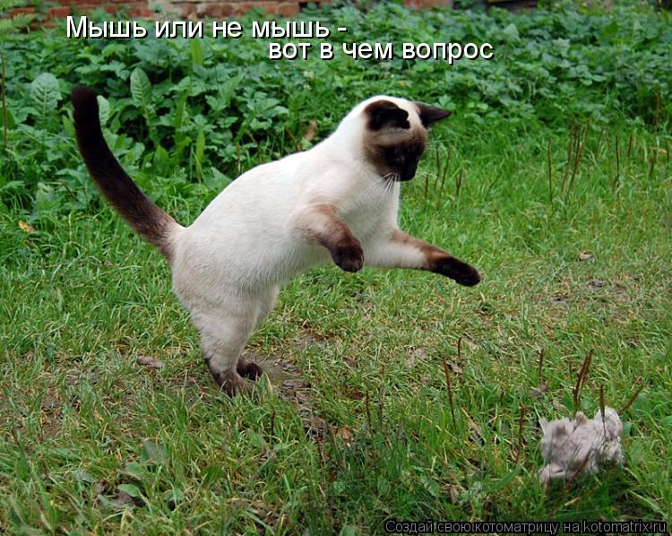 Мышь или не мышь - вот в чем вопрос... Котоматрица: Мышь или не мышь - вот в чем вопрос