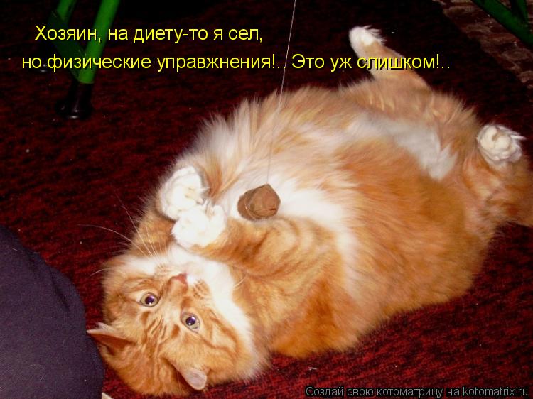 Хозяин, на диету-то я сел, но физические управжнения!.. Это уж слишком!..... Котоматрица: Хозяин, на диету-то я сел, но физические управжнения!.. Это уж слишком!..