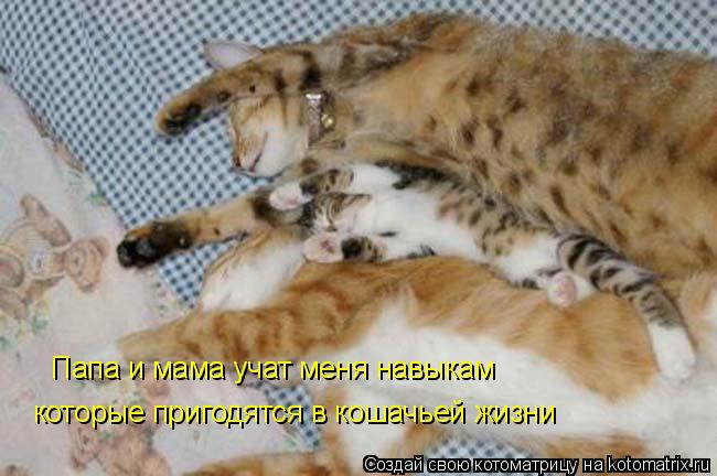 Папа и мама учат меня навыкам которые пригодятся в кошачьей жизни... Котоматрица: Папа и мама учат меня навыкам которые пригодятся в кошачьей жизни
