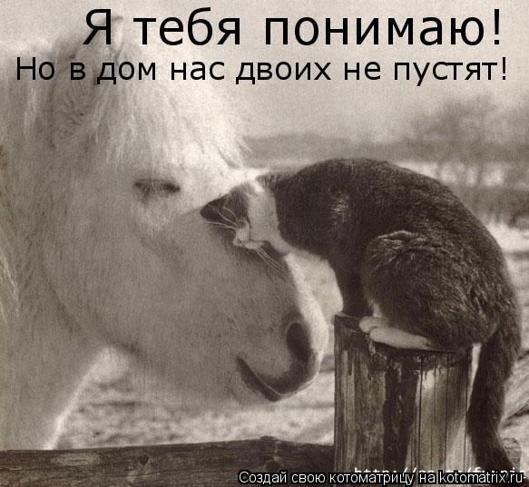 Я тебя понимаю! Но в дом нас двоих не пустят!... Котоматрица: Я тебя понимаю! Но в дом нас двоих не пустят!