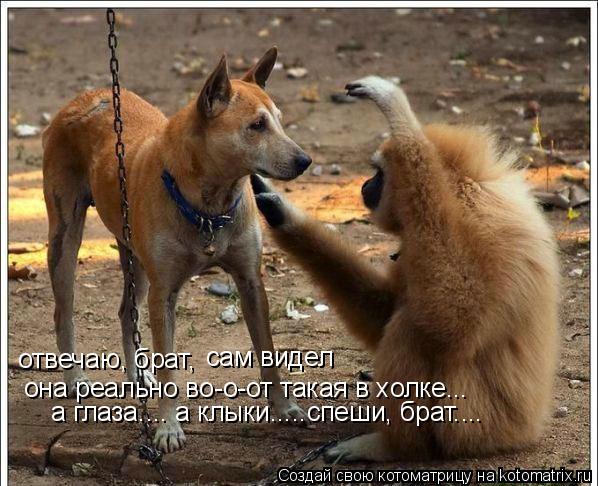 отвечаю, брат, сам видел она реально во-о-от такая в холке... а глаза.... а клыки.....спеши, брат...... Котоматрица: отвечаю, брат, сам видел она реально во-о-от такая в холке... а глаза.... а клыки.....спеши, брат....
