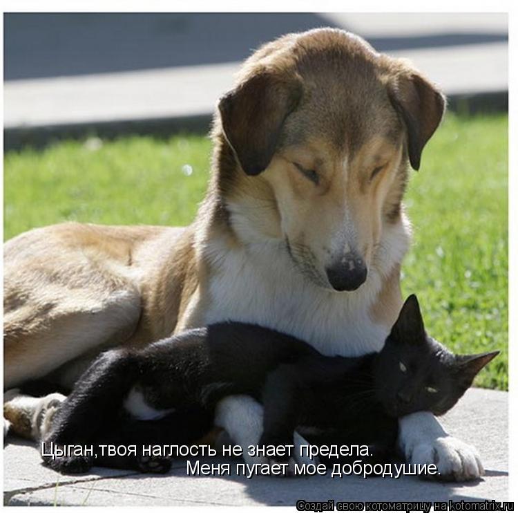 Цыган,твоя наглость не знает предела. Меня пугает мое добродушие.... Котоматрица: Цыган,твоя наглость не знает предела. Меня пугает мое добродушие.